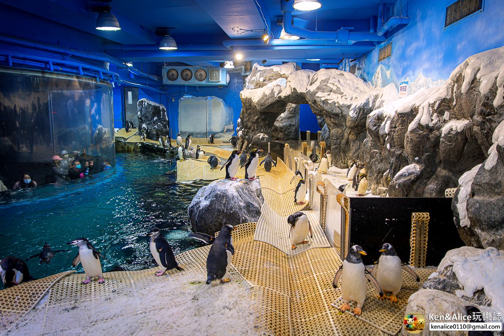 海生館企鵝餵食體驗