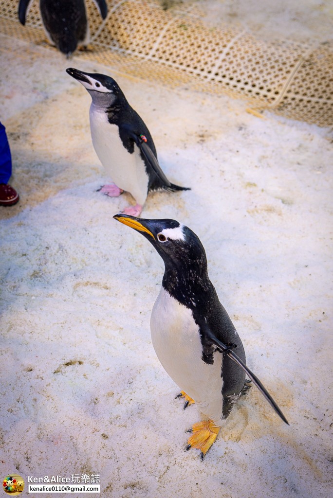 墾丁景點-海生館餵企鵝