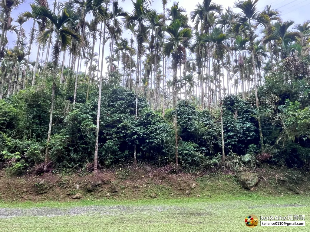南投露營-日月潭九蛙露營區