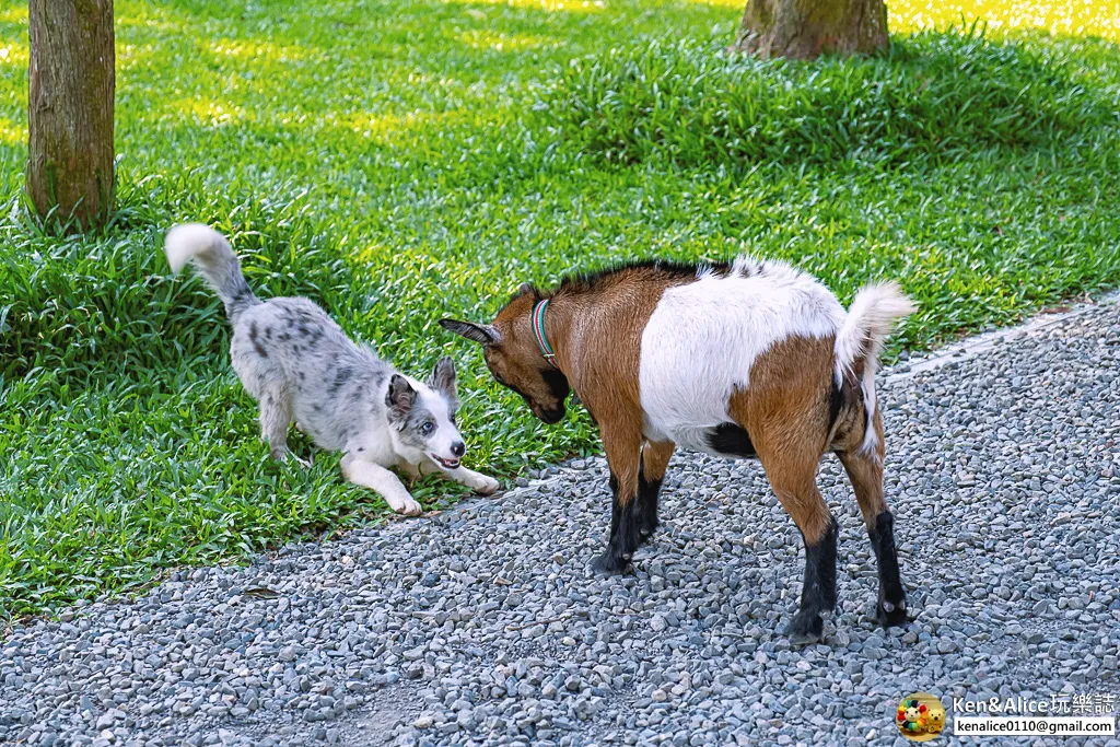 南投民宿-3JD HOME2館-花園別館
