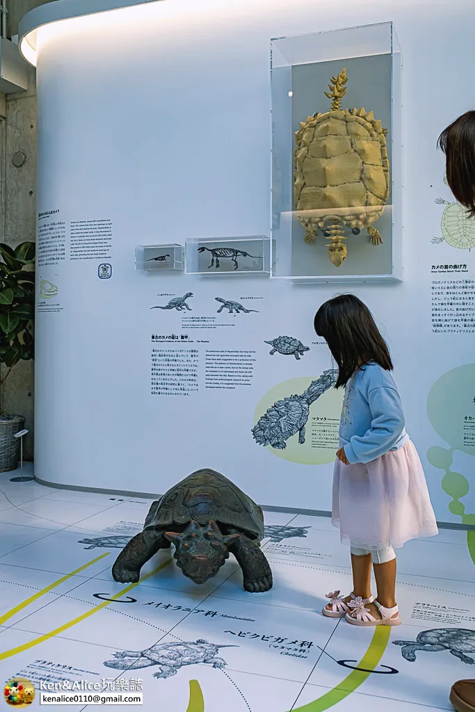 日本德島景點-日和佐海龜博物館