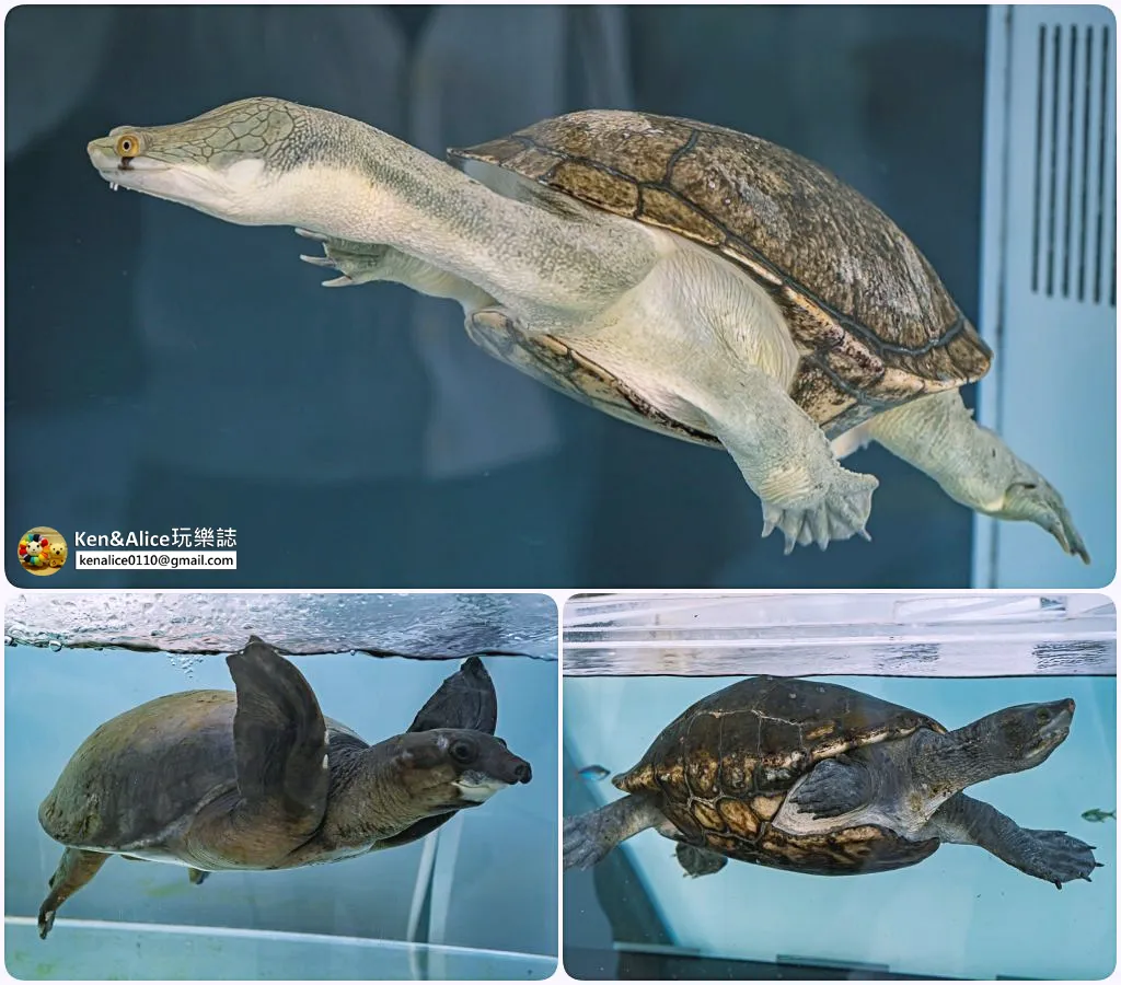 日本德島景點-日和佐海龜博物館