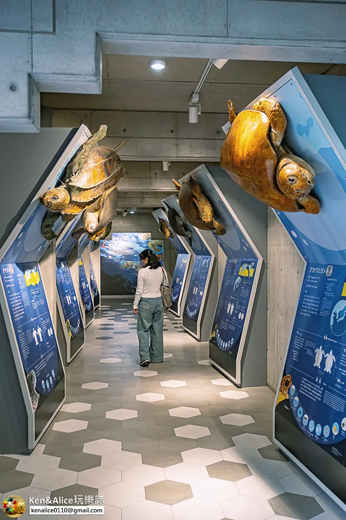 日本德島景點-日和佐海龜博物館
