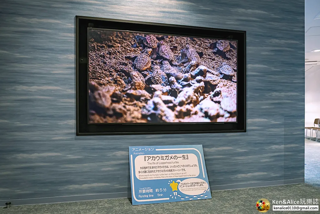 日本德島景點-日和佐海龜博物館