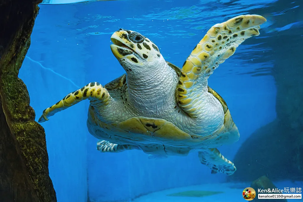 日本德島景點-日和佐海龜博物館