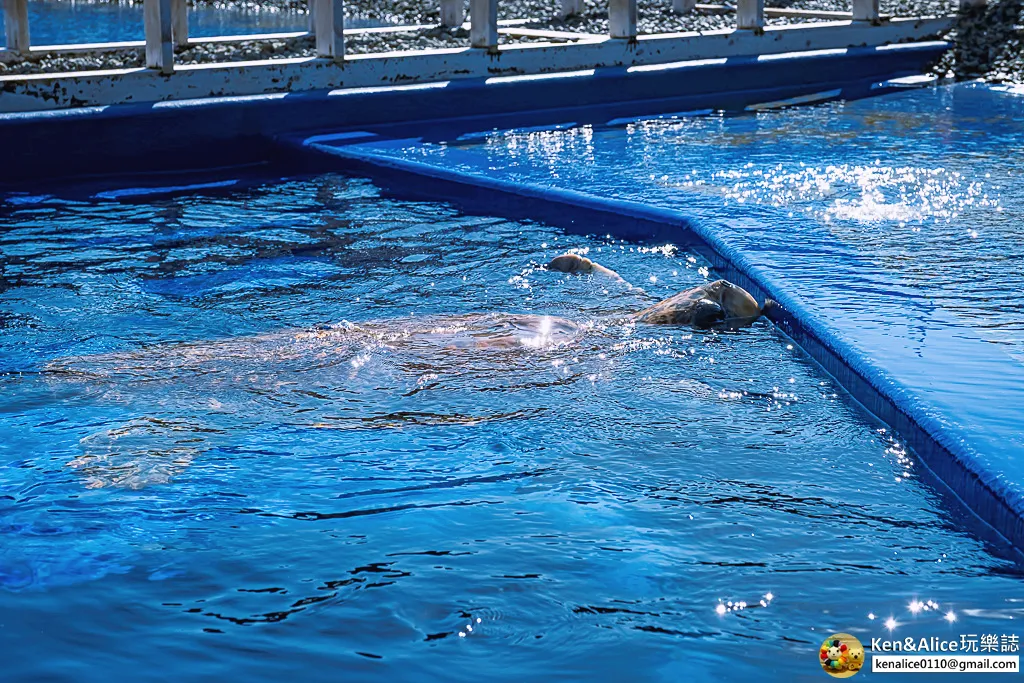 日本德島景點-日和佐海龜博物館