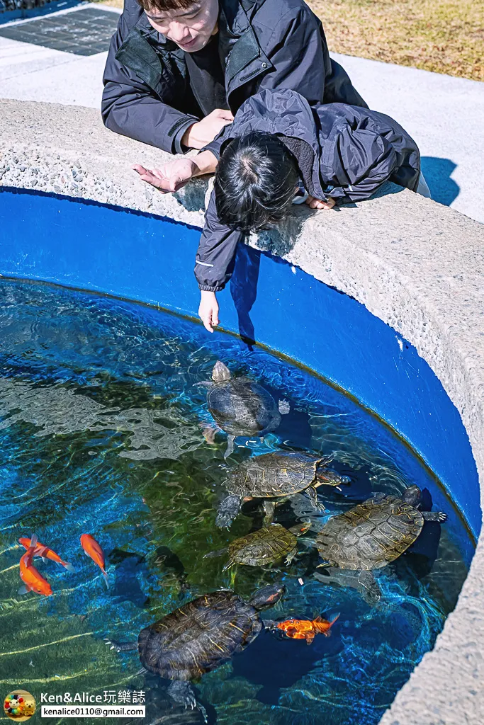 日本德島景點-日和佐海龜博物館