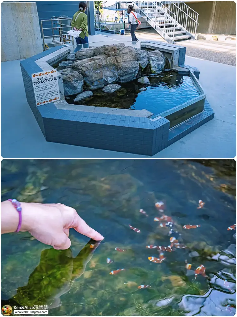 日本德島景點-日和佐海龜博物館