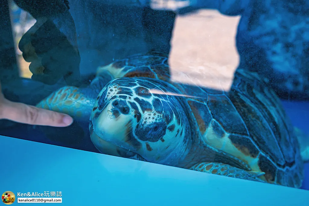 日本德島景點-日和佐海龜博物館