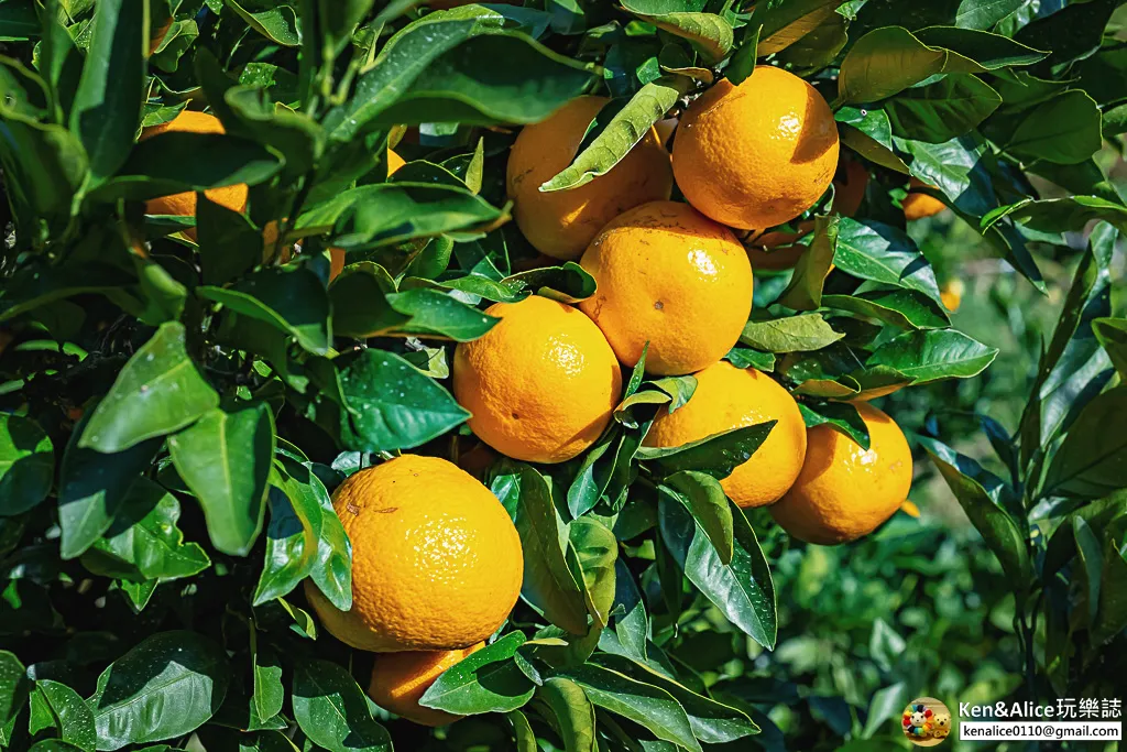 日本德島景點-松下農園採橘子柿子