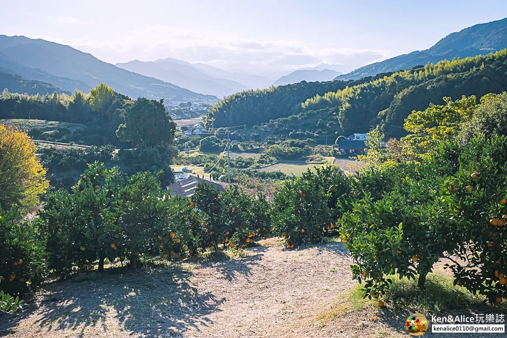 日本德島景點-松下農園採橘子柿子