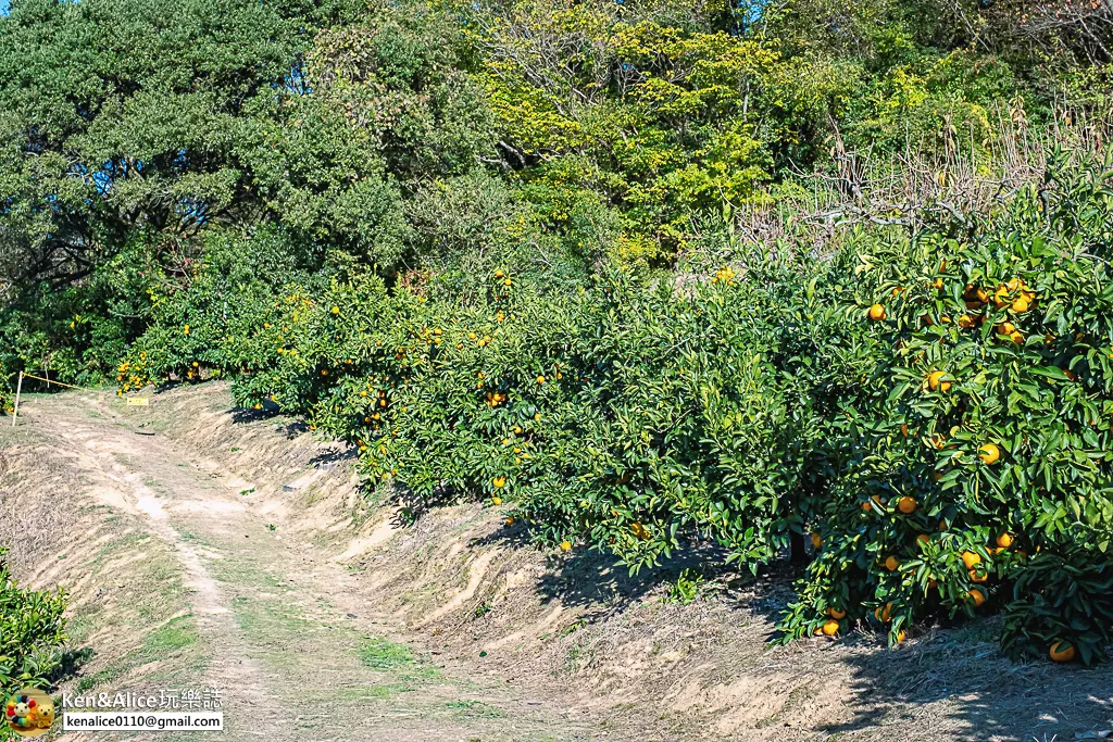 日本德島景點-松下農園採橘子柿子