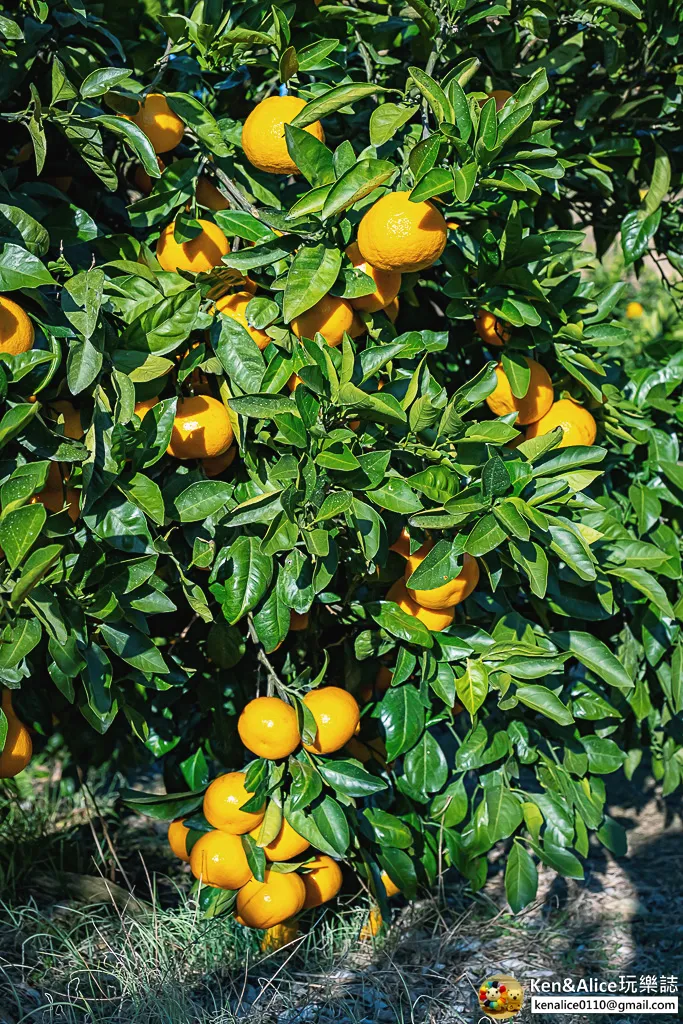 日本德島景點-松下農園採橘子柿子