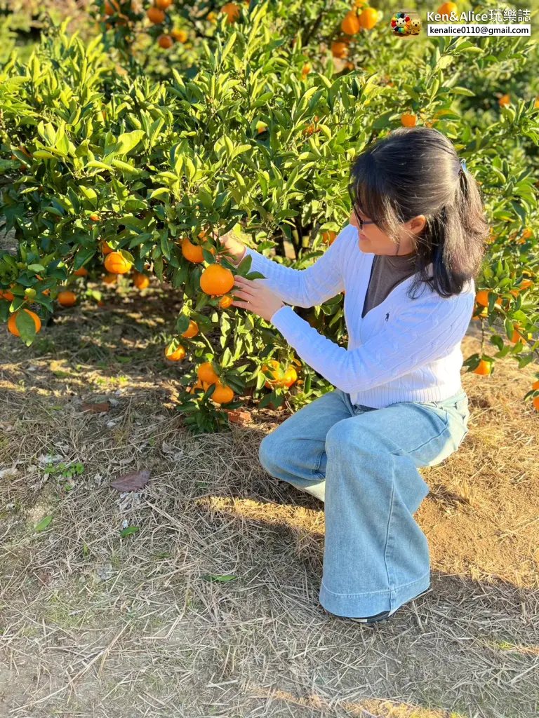 日本德島景點-松下農園採橘子柿子