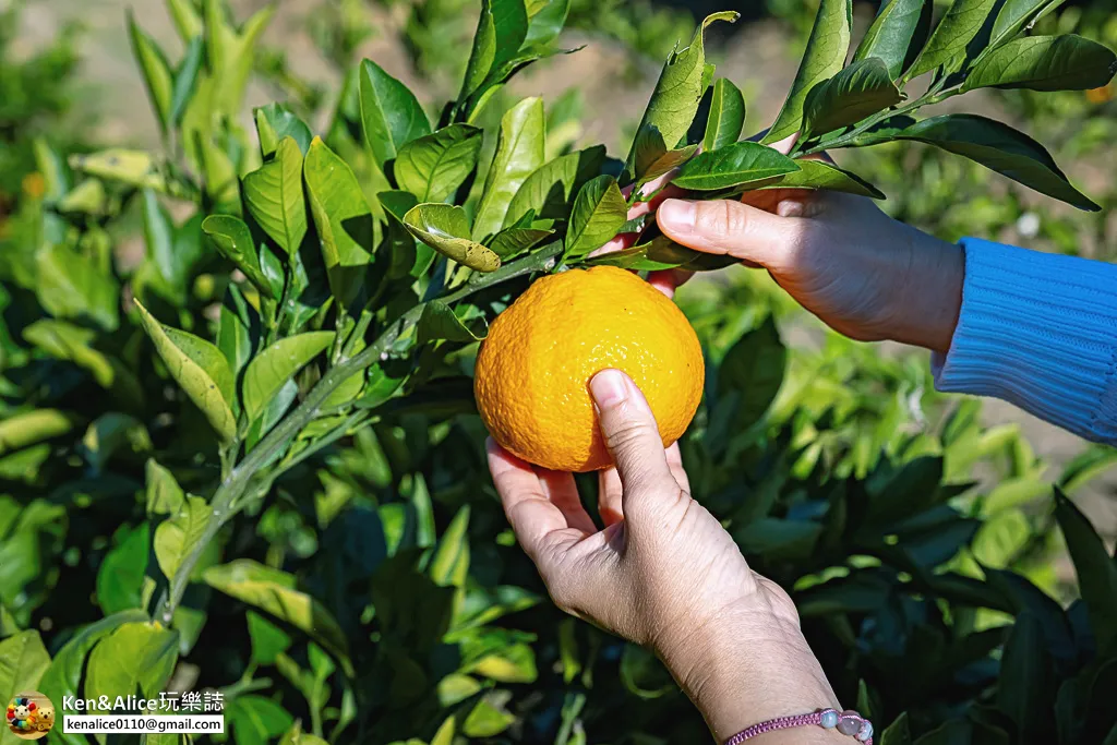 日本德島景點-松下農園採橘子柿子