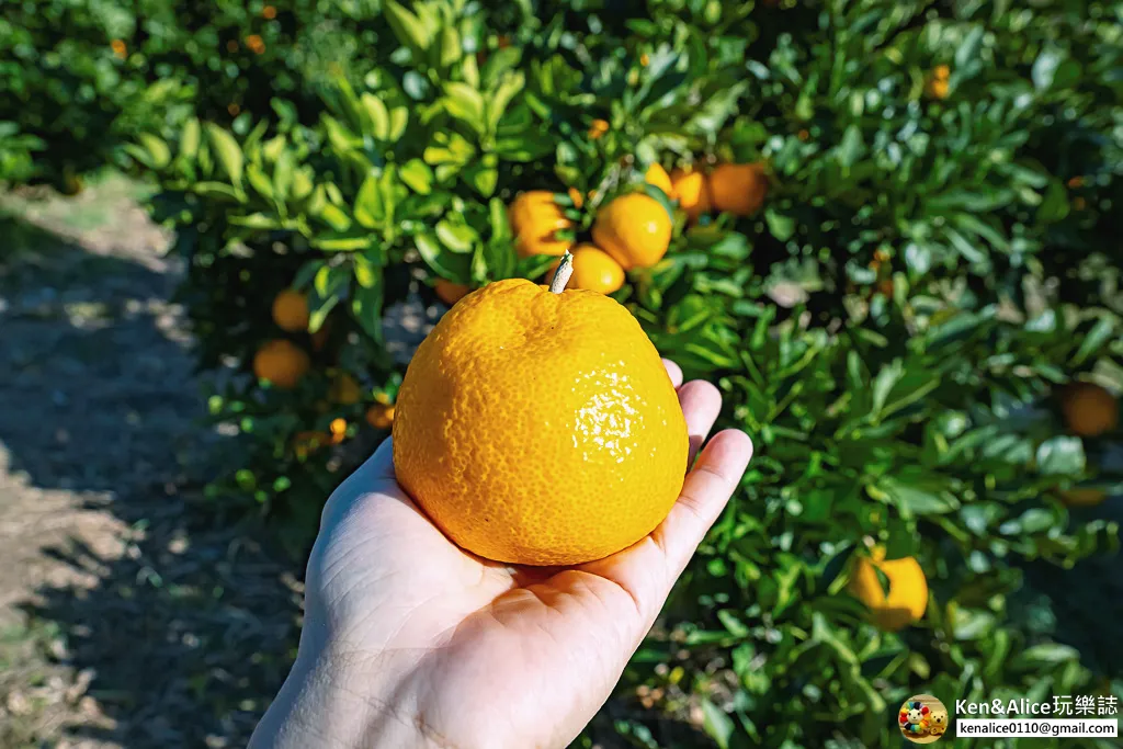 日本德島景點-松下農園採橘子柿子
