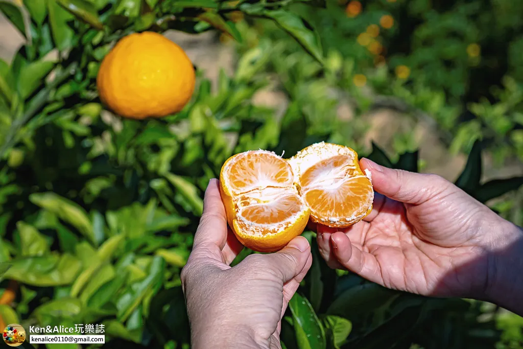 日本德島景點-松下農園採橘子柿子