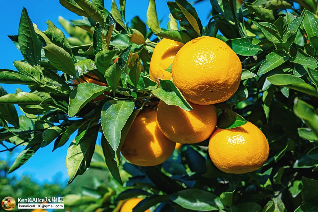 日本德島景點-松下農園採橘子柿子