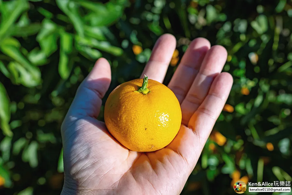 日本德島景點-松下農園採橘子柿子