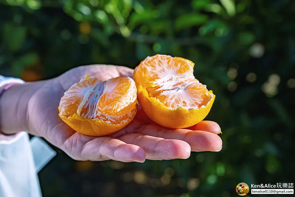日本德島景點-松下農園採橘子柿子