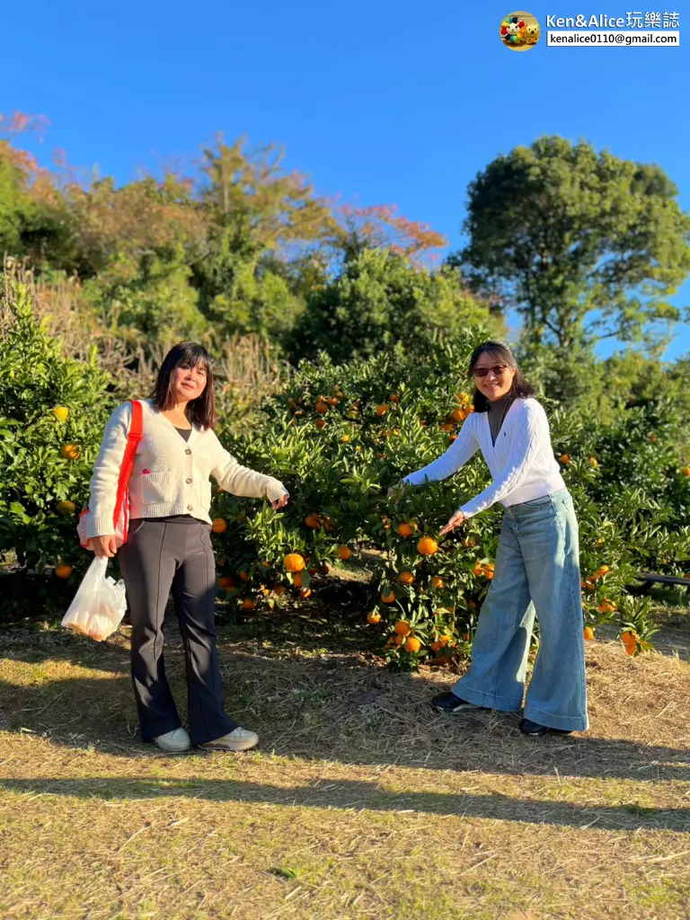 日本德島景點-松下農園採橘子柿子