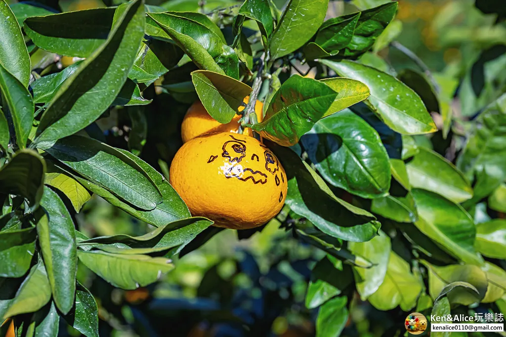 日本德島景點-松下農園採橘子柿子