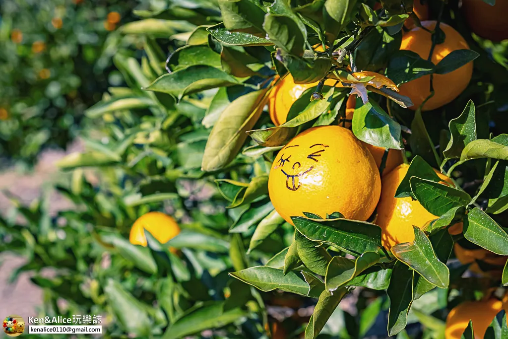 日本德島景點-松下農園採橘子柿子