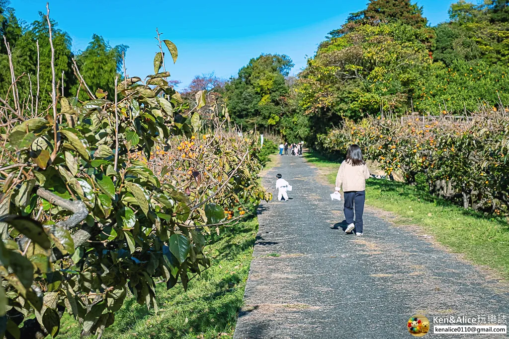日本德島景點-松下農園採橘子柿子