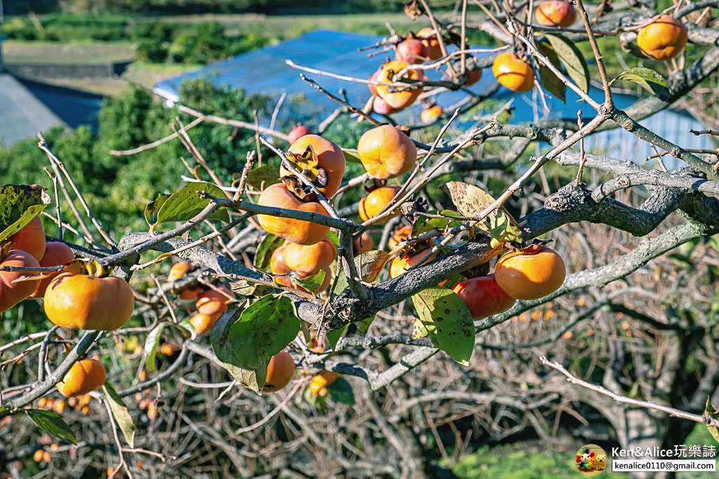 日本德島景點-松下農園採橘子柿子