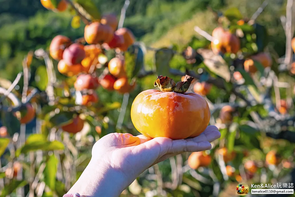 日本德島景點-松下農園採橘子柿子