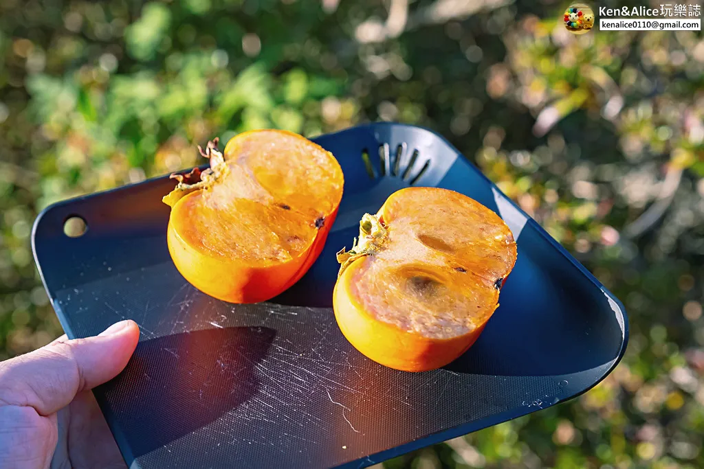 日本德島景點-松下農園採橘子柿子