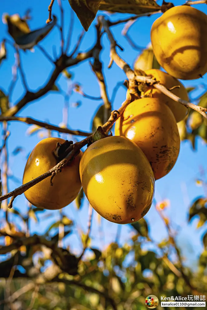 日本德島景點-松下農園採橘子柿子