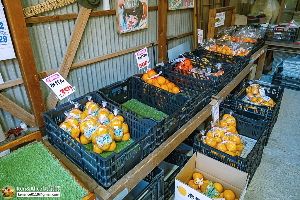 日本德島景點-松下農園採橘子柿子