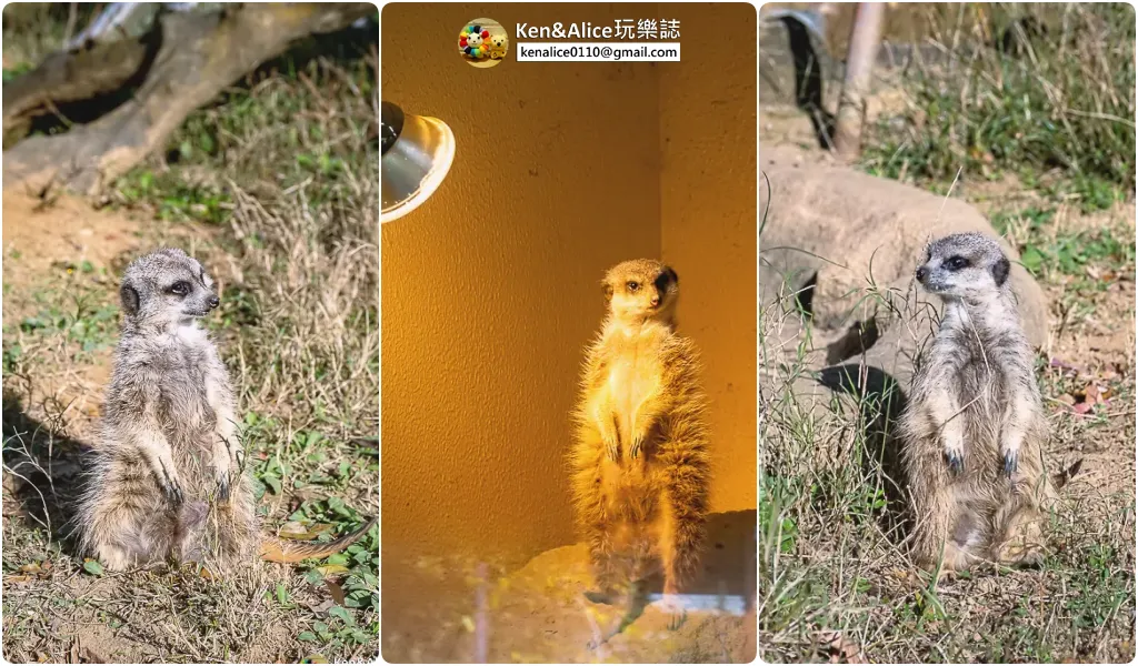 德島景點-德島動物園