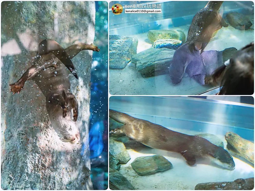 德島景點-德島動物園