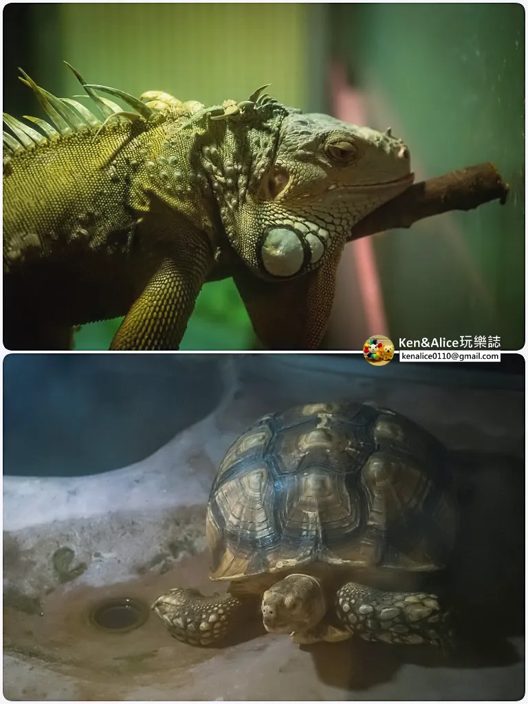 德島景點-德島動物園