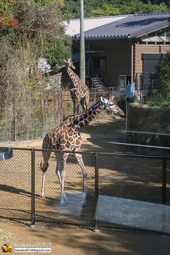 德島景點-德島動物園