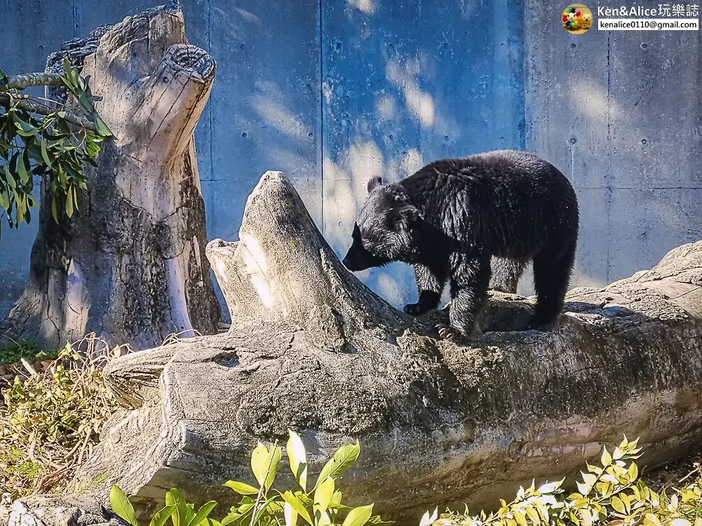 德島景點-德島動物園