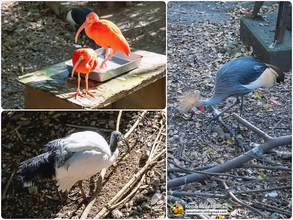 德島景點-德島動物園