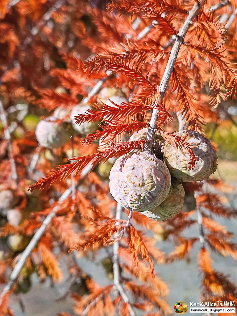 德島景點-德島動物園