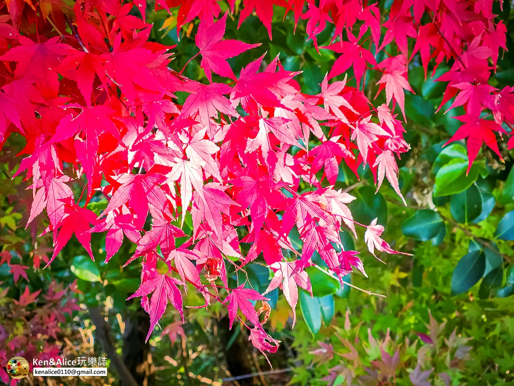 日本德島景點-眉山公園
