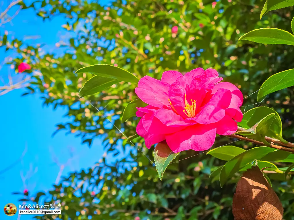 日本德島景點-眉山公園