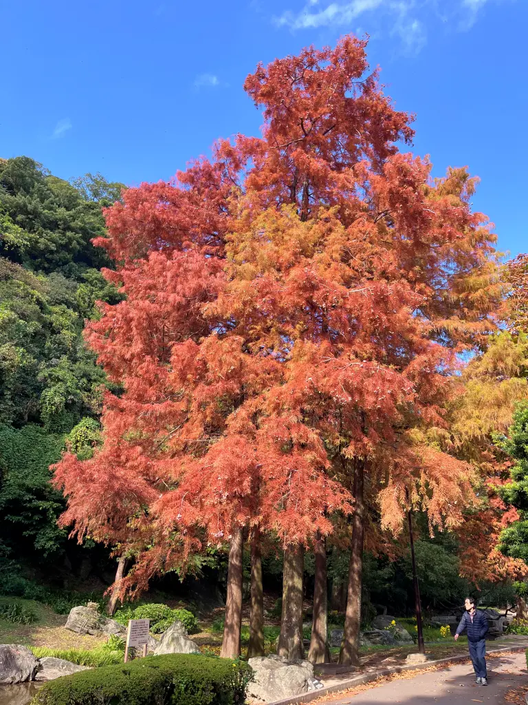 日本德島景點-德島中央公園