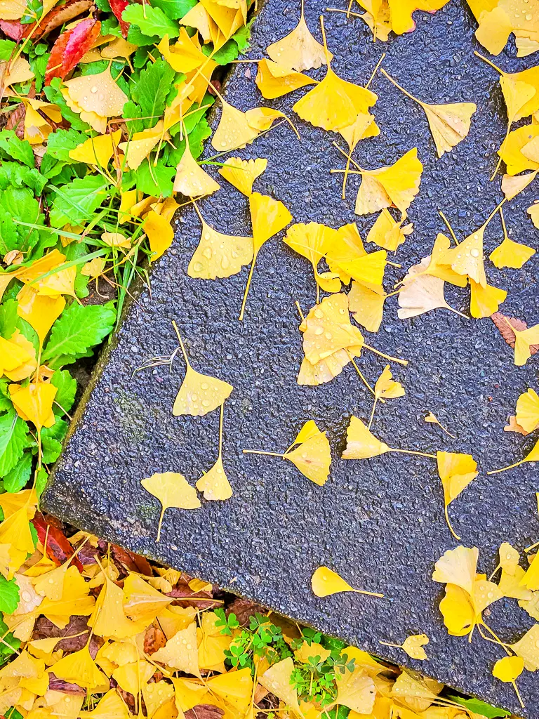 日本德島景點-德島中央公園