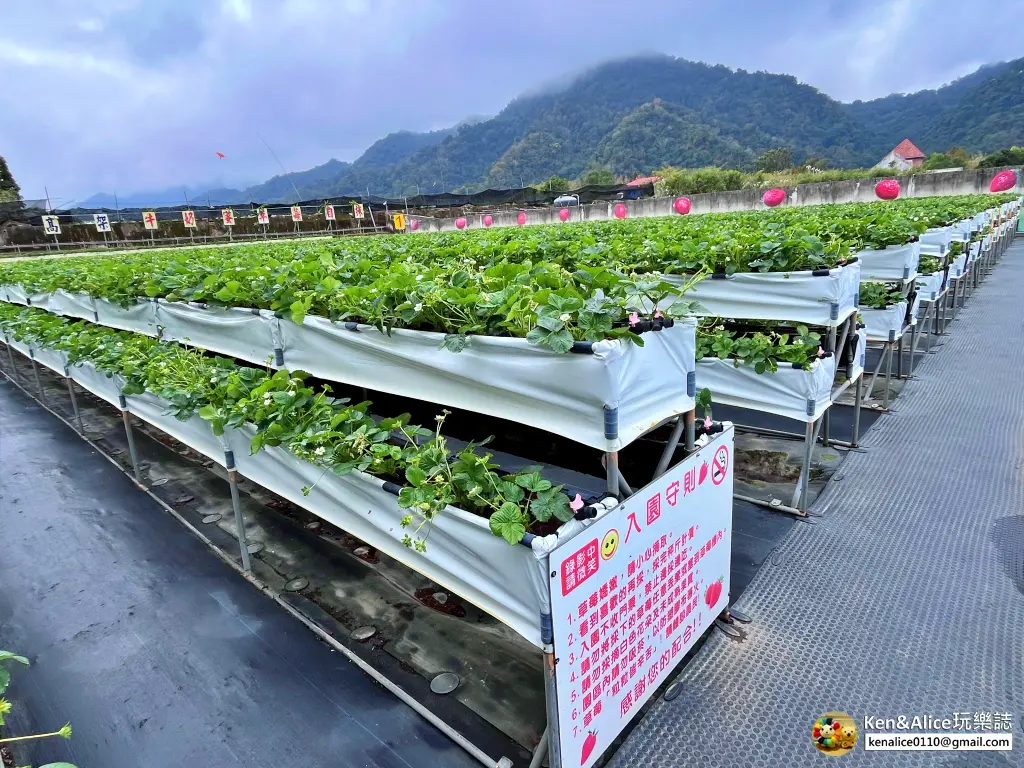 苗栗景點-大湖草莓-滿意草莓園