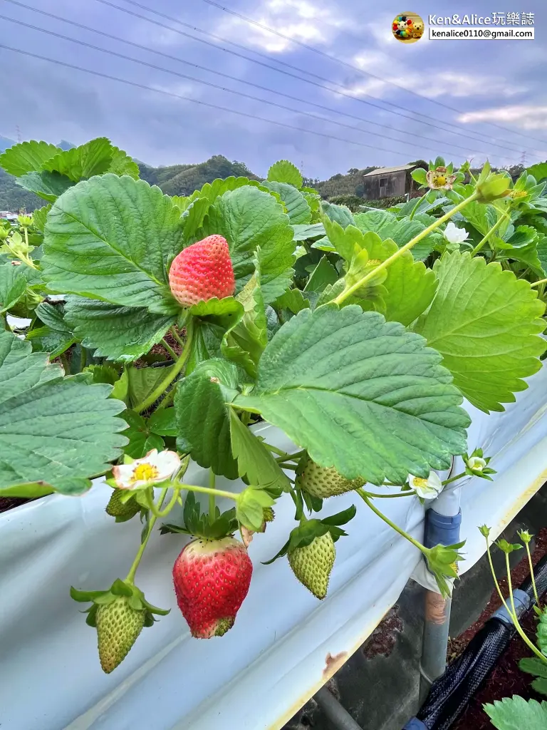 苗栗景點-大湖草莓-滿意草莓園