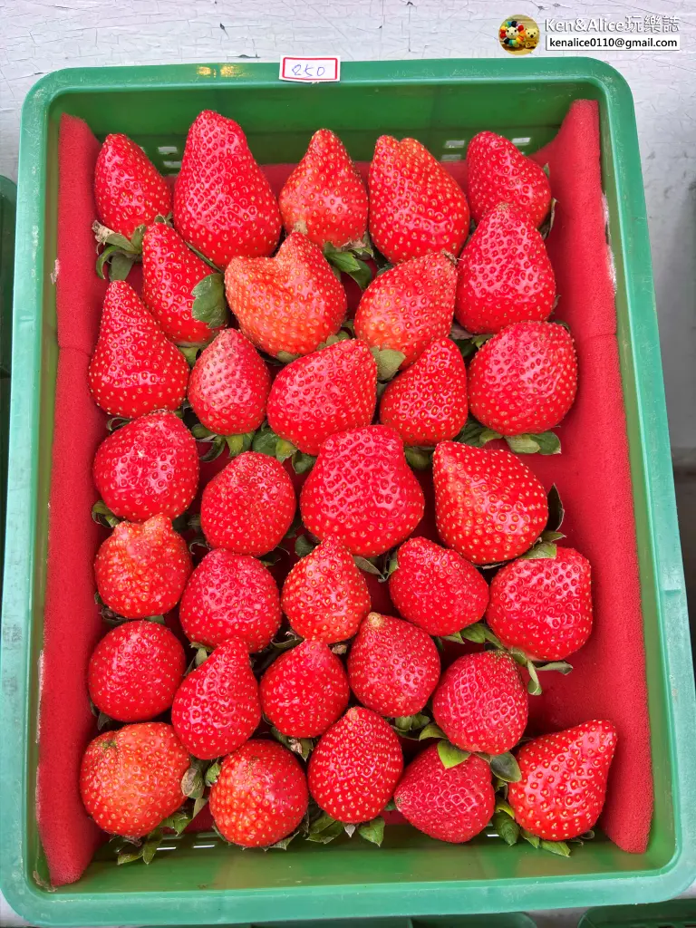 苗栗景點-大湖草莓-滿意草莓園