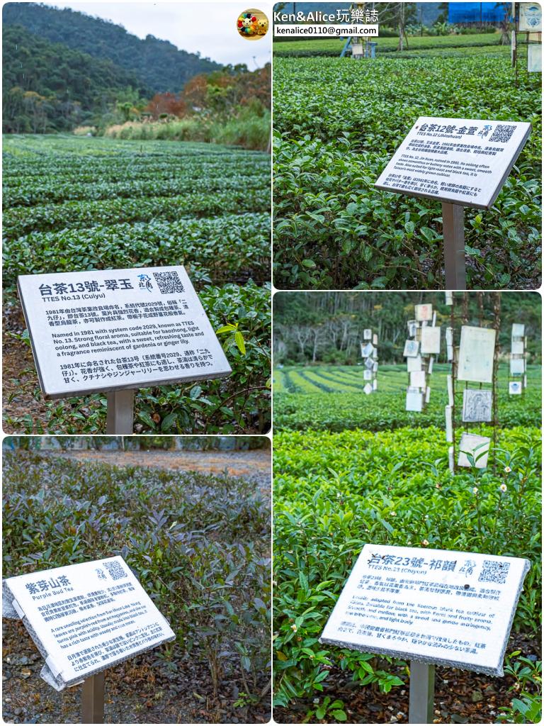 宜蘭景點-零工圍茶舖-一日製茶師體驗