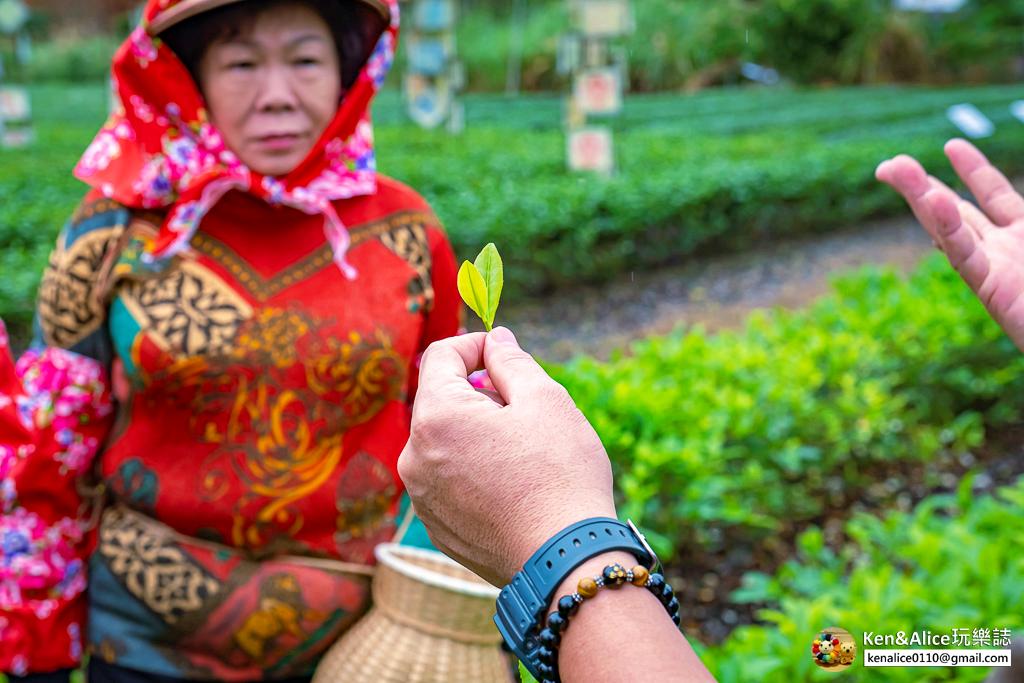 宜蘭景點-零工圍茶舖-一日製茶師體驗