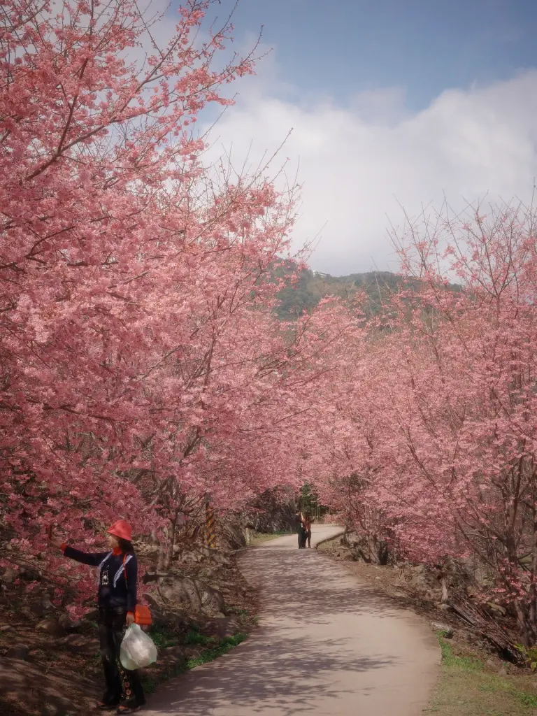 新竹露營地-遇見嵨繞櫻花